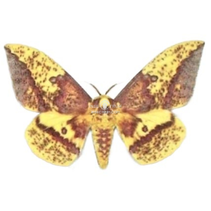 EACLES IMPERIALIS OSLARI